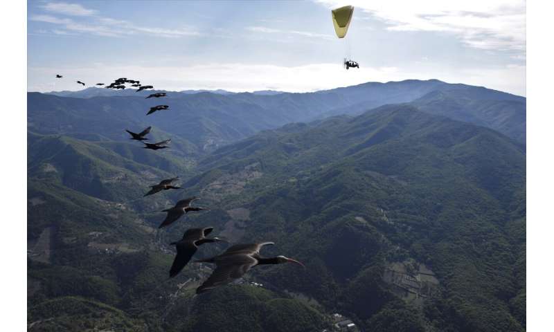 Diese Vogelart war in Europa ausgestorben. Sie ist jetzt zurück und die Menschen müssen ihr bei der Überwinterung helfen