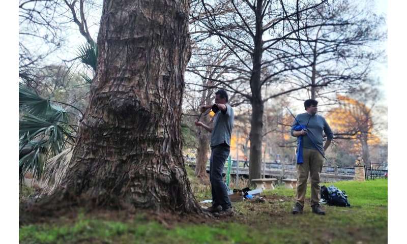 Trees on UT's campus endure droughts with help from leaky pipes