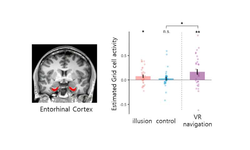 Tricking the Brain's inner GPS: Grid cells responses to the illusion of self-location