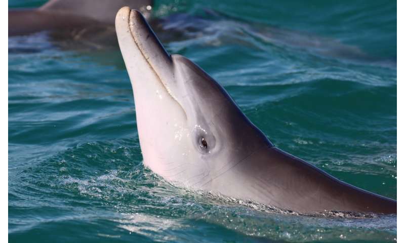 Two can play that game: juvenile dolphins who play together are more successful as adults