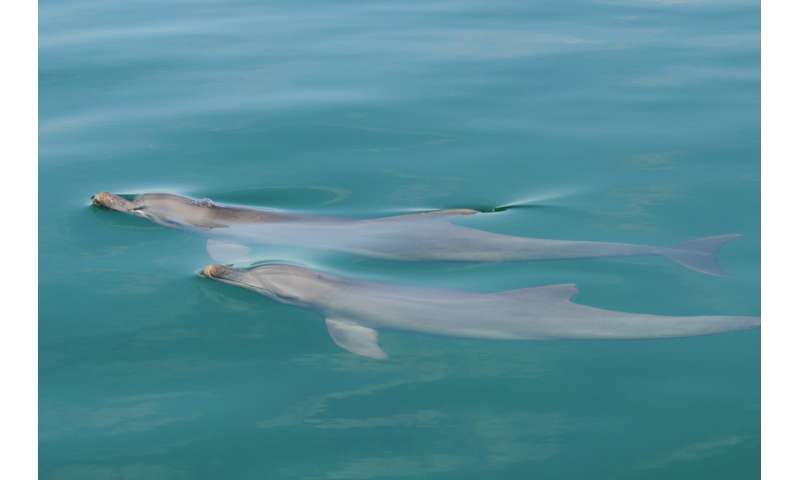 Two can play that game: juvenile dolphins who play together are more successful as adults