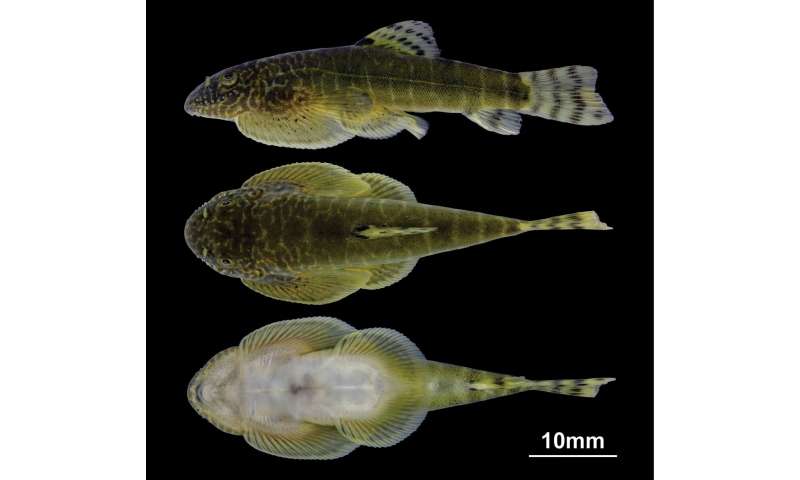Two new hillstream suck-loach species discovered in southwest China