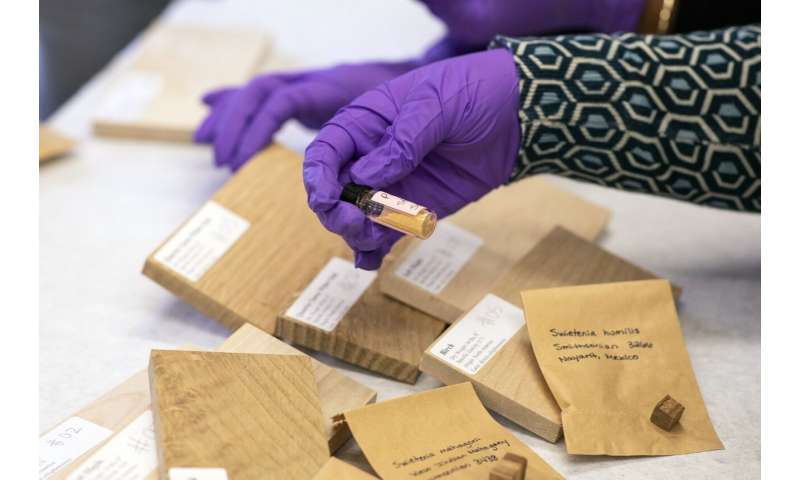UAlbany Chemists Developing New Technique to Help Fight Illegal Logging and Deforestation