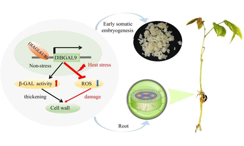 Unraveling the role of DlBGAL9 and AGL61/80 in longan somatic embryogenesis and heat stress tolerance