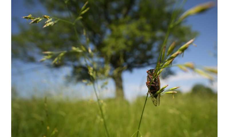 Up close and personal, cicadas display Nature's artwork. Discerning beholders find beauty in bugs.