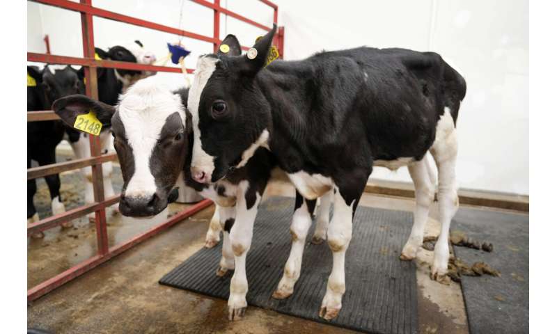 Los esfuerzos del USDA para resolver el brote de gripe aviar en las vacas están cobrando protagonismo en el centro de Iowa