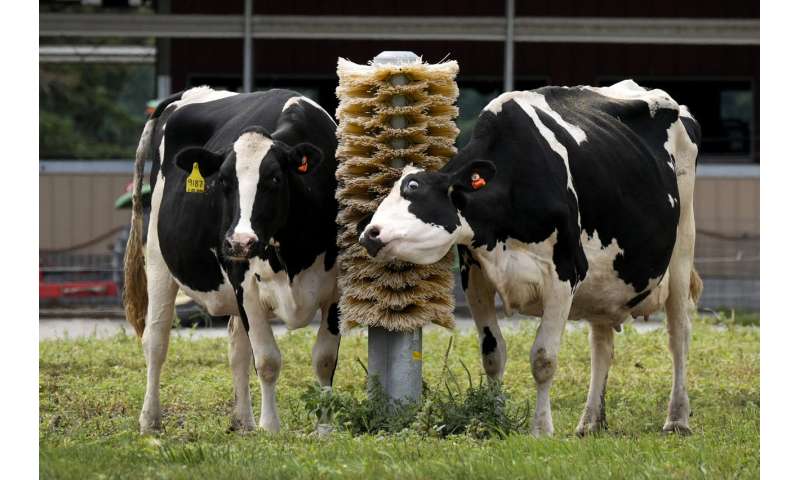 Los esfuerzos del USDA para resolver el brote de gripe aviar en las vacas están cobrando protagonismo en el centro de Iowa