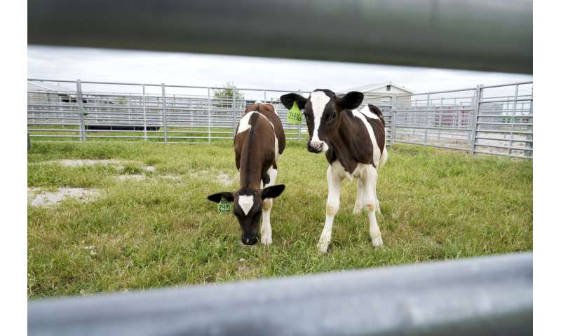 Los esfuerzos del USDA para resolver el brote de gripe aviar en las vacas están cobrando protagonismo en el centro de Iowa