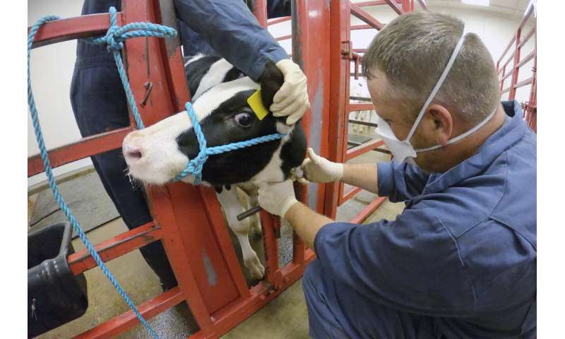 Los esfuerzos del USDA para resolver el brote de gripe aviar en las vacas están cobrando protagonismo en el centro de Iowa