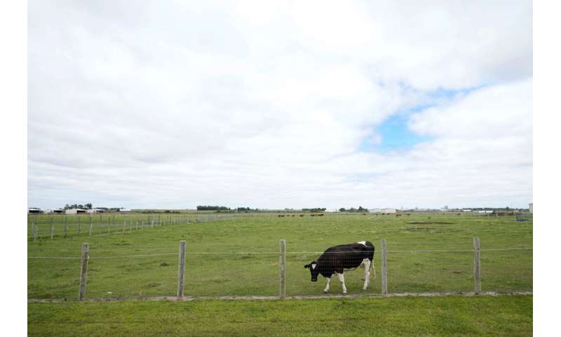 Los esfuerzos del USDA para resolver el brote de gripe aviar en las vacas están cobrando protagonismo en el centro de Iowa