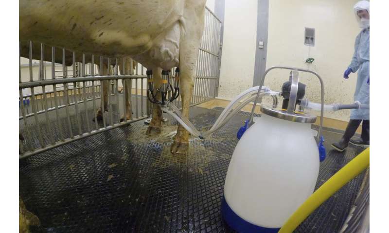 Los esfuerzos del USDA para resolver el brote de gripe aviar en las vacas están cobrando protagonismo en el centro de Iowa