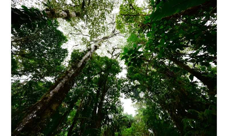 Blick auf den Wald in einem privaten Reservat in Mindo, Ecuador, aufgenommen am 16. August 2024