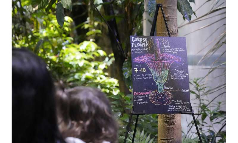 Visitors line up to see and smell a corpse flower's stinking bloom in San Francisco