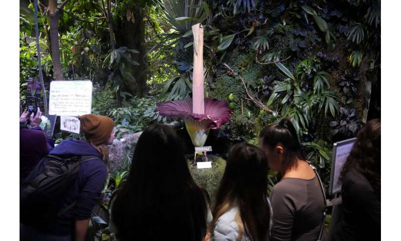 Visitors line up to see and smell a corpse flower's stinking bloom in San Francisco