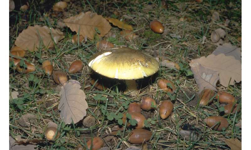 Warning not to pick or eat wild mushrooms because of deathcap poisoning risk