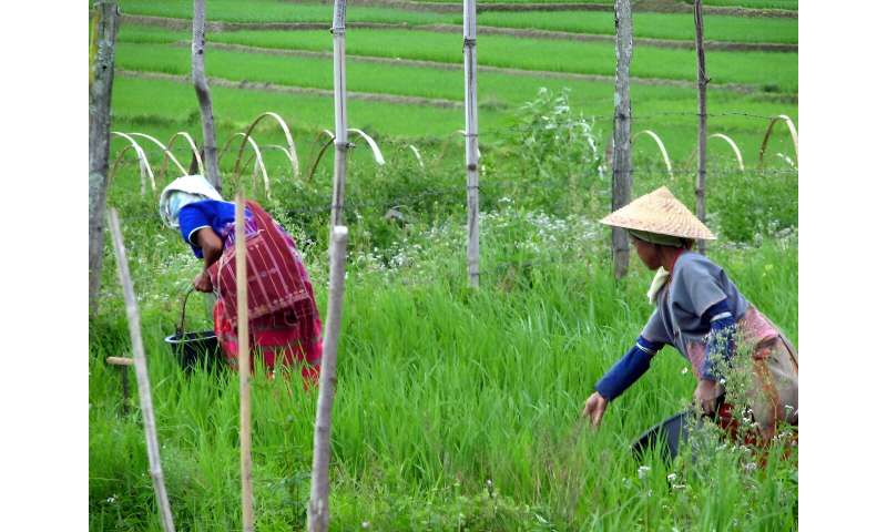 El arroz maleza recibe impulso competitivo de sus vecinos silvestres