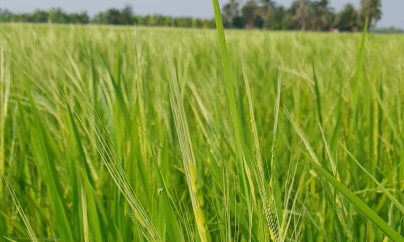 El arroz maleza recibe impulso competitivo de sus vecinos silvestres