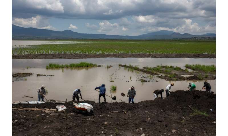 Workers shovel earth on an island in Mexico's Lake Patzcuaro