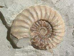 Ammonites were probably eaten by fellow cephalopods