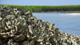 Researcher cracks open secret of oysters' ability to stick together