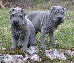 Dog Genetic Studies Reveal Why Shar Peis Are Wrinkled