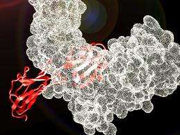 Research team fully maps human proteome 