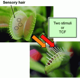 The trap snaps shut: Researchers isolate the substance that causes venus flytraps to close