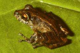 2 new frog species discovered in Panama's fungal war zone