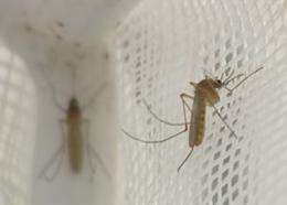 A breakthrough in the struggle against the increasingly resistant malaria parasite