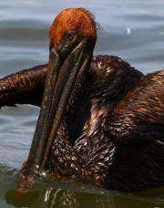 A brown pelican, its feathers heavily soiled with oil, is seen in Louisiana, close to the damaged BP-run oil facility