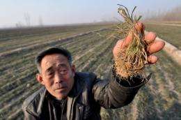 A Chinese farmer shows the dried vegetable seeds at his drought-striken fields