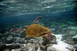 A Green sea turtle (Chelonia mydas) swims underwater in San Cristobal island, Galapagos Archipelago, in 2009