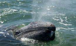 A grey whale calf exhales through its blowholes at the San Ignacio Lagoon, in Baja California Sur state, Mexico