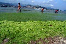 Algae blooms are typically caused by pollution in China