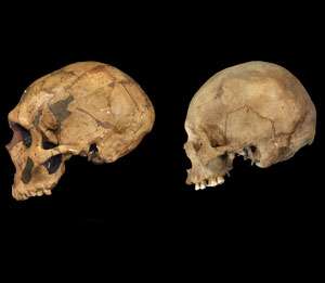 A new understanding of the evolutionary path of modern humans
