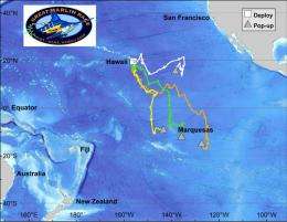 Anglers and Stanford scientists track marlin's unusual migration routes 
