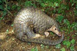 An undated handout photo from the Zoological Society of London shows a Chinese pangolin