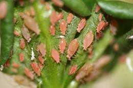 Aphid immune system aided by friendly bacteria