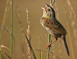 Biofuel grasslands better for birds than ethanol staple corn, researchers find