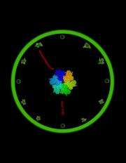 Biologists discover how biological clock controls cell division in bacteria