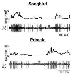 Birds and mammals share a common brain circuit for learning