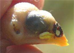 Birds fight alien parasites