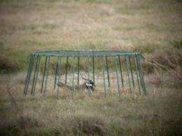 Cages and emetics rescue wading birds