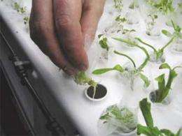 Can we grow crops on other planets?