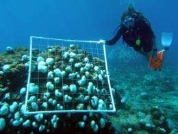Caribbean reef ecosystems may not survive repeated stress