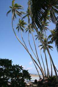 Coconut palms bring ecological change to tropics, researchers say