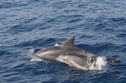 Commercial fishing endangers dolphin populations