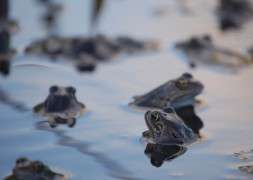 Concern that British common frogs could croak it