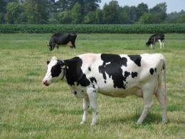 Congress Considers Cow Power, Other Alternative Energy Technologies