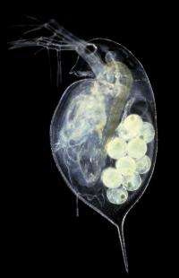 Daphnia pulex with Embryos